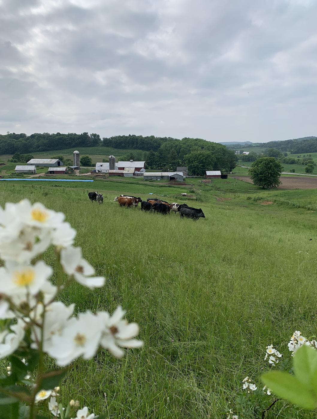HandRooted Tallow Skincare