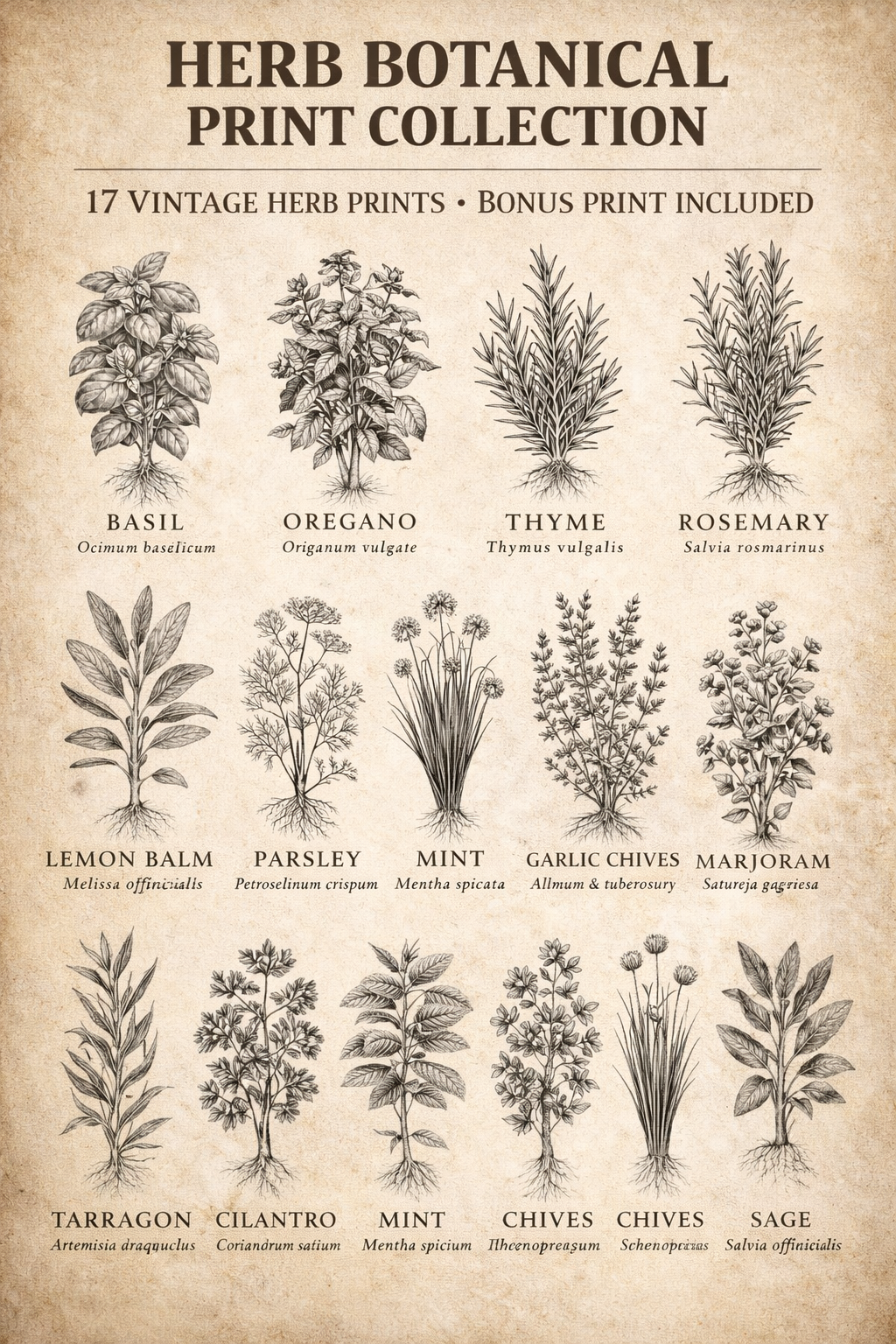 Kitchen Herb Digital Download (17 Pack)